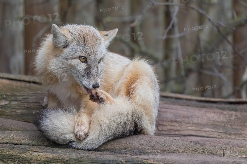 One corsac fox (Vulpes corsac) grooming himself, lying on a log