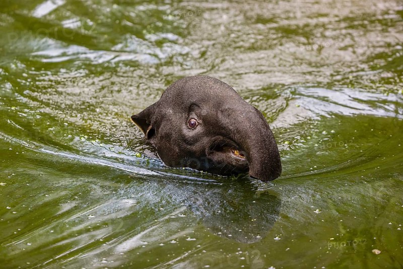 A Malayan tapir (Acrocodia indica) swims in a river