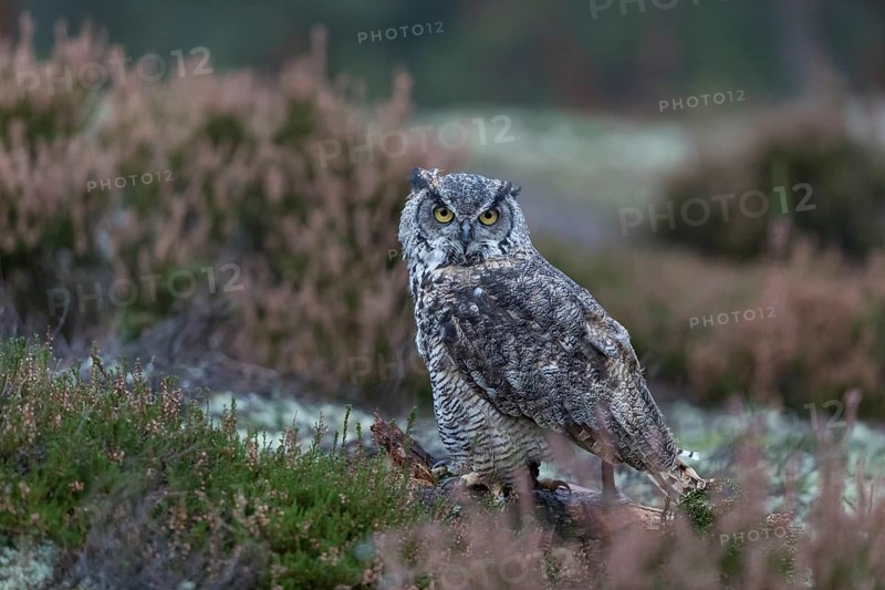 One adult Great horned owl (Bubo virginianus) sitting on the ground between heather. A forest in green and yellow autumn colors in the background