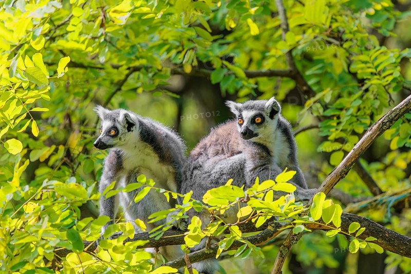 Two ring-tailed lemurs (Lemur catta) sit high up in a tree on a branch between fresh green leaves and play with each other or preen themselves or look around