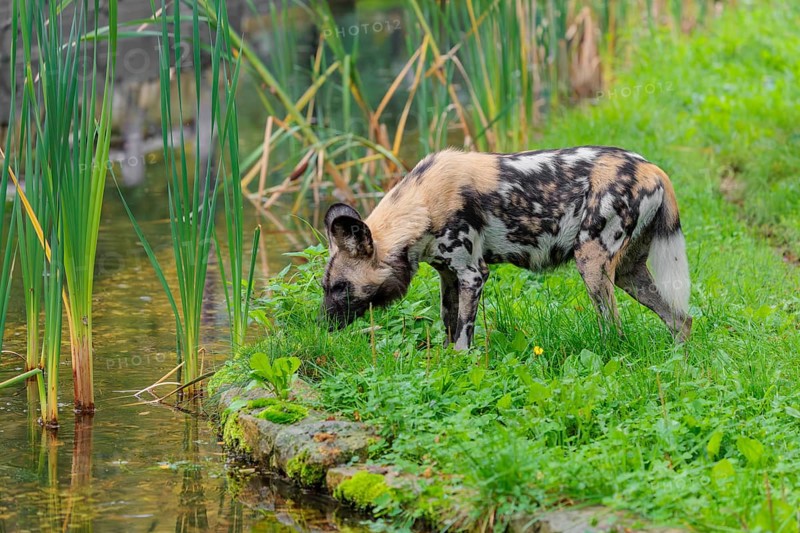 An African wild dog, Lycaon pictus, stands in a green meadow and cautiously approaches a small stream