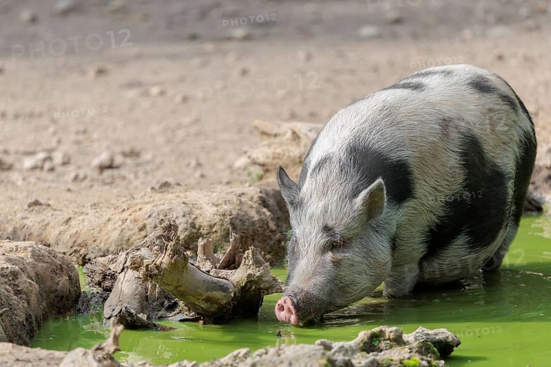 A female Vietnamese pot-bellied pig, Sus scrofa f. domestica, stands in a pond with green water and drinks