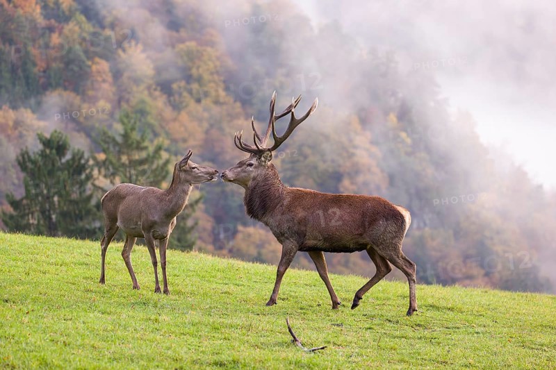 A red deer stag (Cervus elaphus) and a hind are standing in a meadow in hilly terrain. A forest with autumn leaves can be seen in the background. Wisps of mist drift over the forest