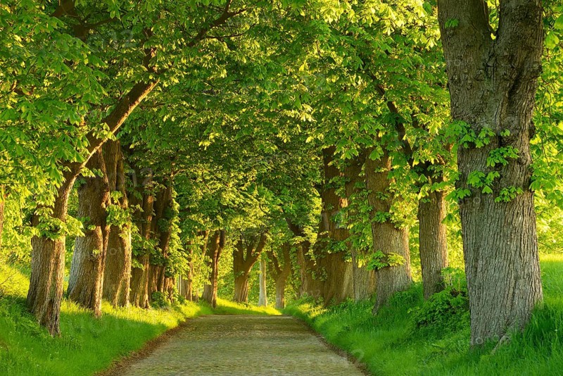 Chestnut avenue in the morning light, old cobblestones, near Binz, island of Rügen, Mecklenburg-Western Pomerania, Germany, Europe