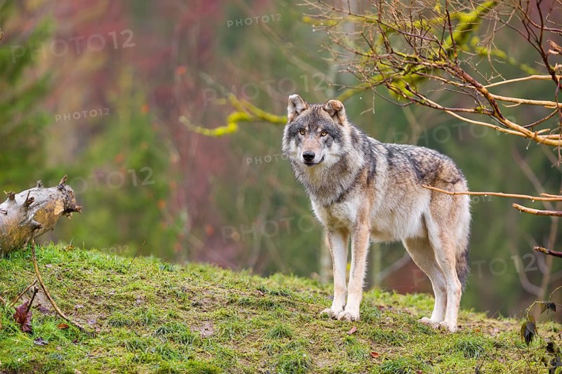 An adult male grey wolf (Canis lupus lupus) stands on a sloping meadow on a hill and observes the surroundings. A forest can be seen in the background