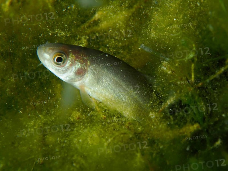 A tench (Tinca tinca) seeks shelter between dense green plants, dive site Wildsau, Berlingen, Lake Constance, Switzerland, Germany, Europe