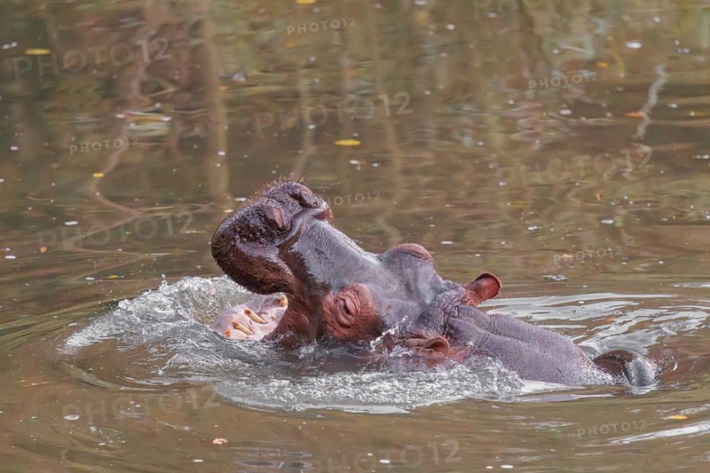 An adult hippopotamus (Hippopotamus amphibius) standing in shallow water with its mouth wide open