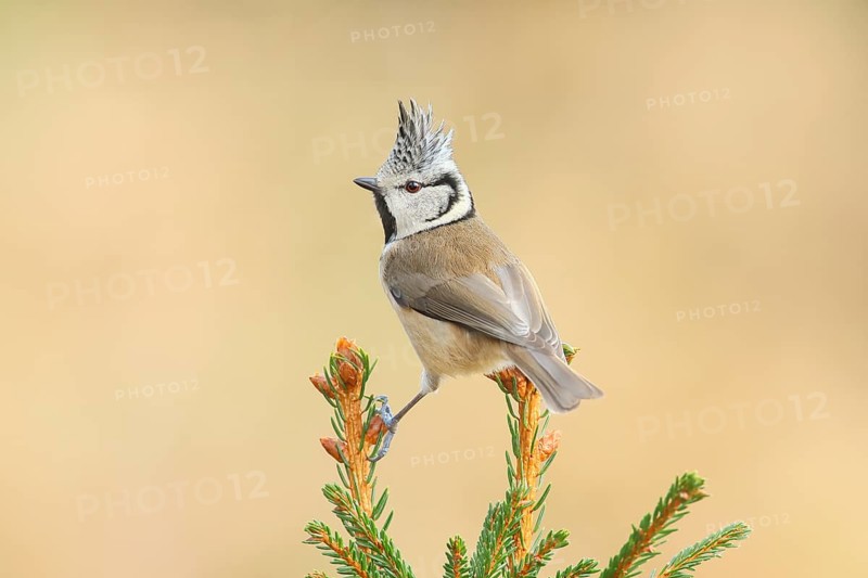 Crested Tit (Parus Scalloped ribbonfish) sitting on a spruce top, Wildlife, Animals, Birds, Titmouse, Siegerland, North Rhine-Westphalia, Germany, Europe