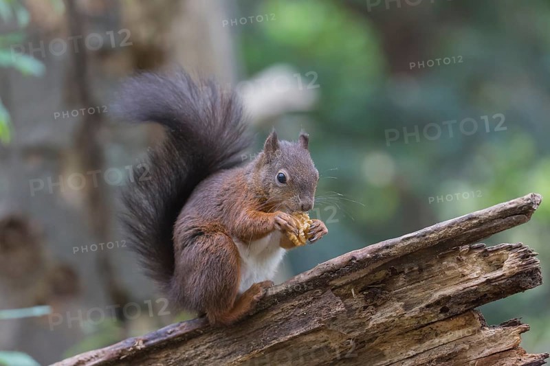 One Red squirrel or Eurasian red squirrel (Sciurus vulgaris) feeding on peanut. Trees in the background. Portrait sideview