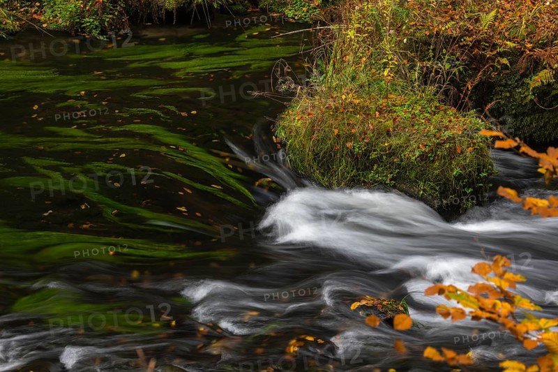 Flowing water with ferns and rocks in the Edmunds Gorge in autumn. River Kamnitz, Hrensko, Ustecky kraj, Czech Republic, Europe
