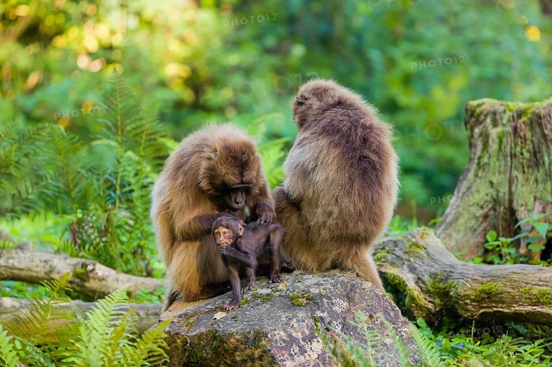 One female Gelada (Theropithecus gelada), or bleeding-heart monkey sits on a rock grooming her baby. A green forest is in the background