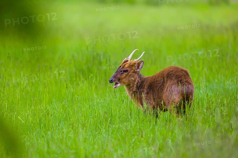 One male Reeves's muntjac (Muntiacus reevesi) stands on a green meadow