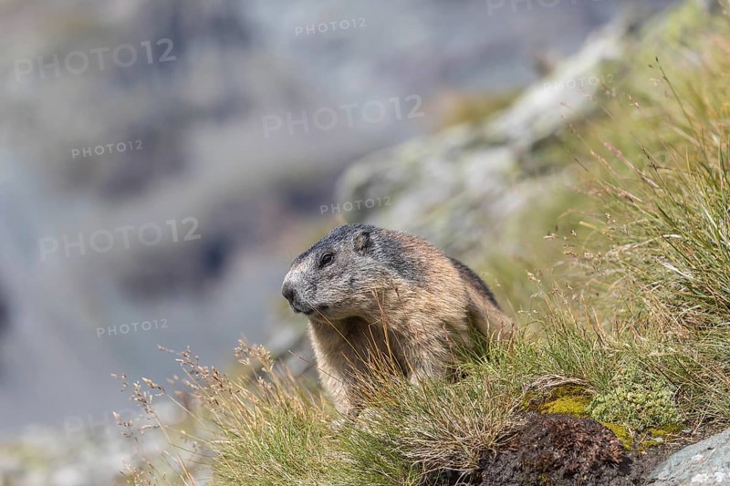 One Alpine Marmot, Marmota marmota, standing on a cliff watching for enemies. Green grass and mountains in the distant background. Grossglockner high alpine road, Hohe Tauern National Park