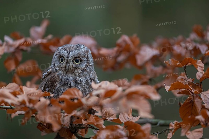 One Eurasian scops owl (Otus scops)sitting on a twig of a beech tree, embedded in brown leafs