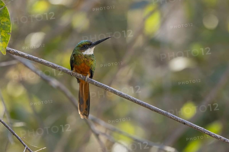 Rufous-tailed jacamar (Galbula ruficauda), on branch, Pantanal, Brazil, South America