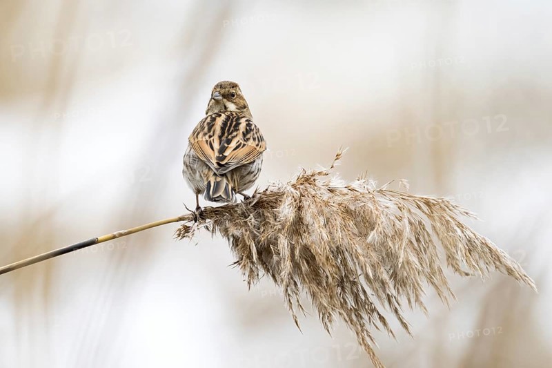 A reed bunting (Emberiza schoeniclus), female, standing on a reed stalk and looking into the camera, shoulder view, Hesse, Germany, Europe