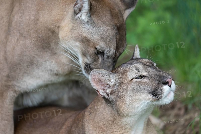Two cougar, Puma concolor, portrait during mating act in a green meadow