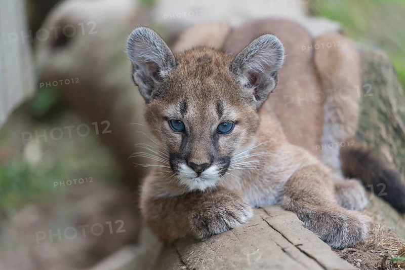 One cougar kitten, Puma concolor, resting on a log with some green vegetation in the background