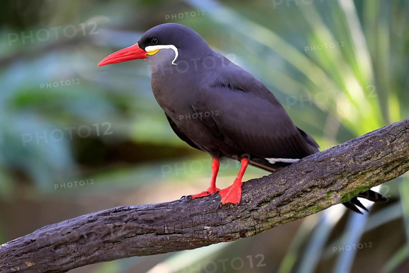 Inca Tern (Larosterna inca), adult, on tree, on wait, South America