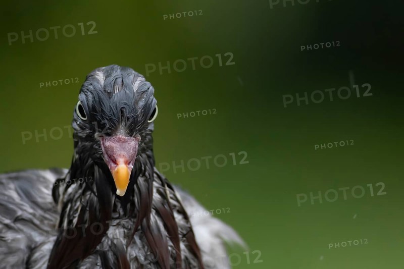 Wood pigeon (Columba palumbus) adult bird soaking wet in a rain storm, England, United Kingdom, Europe