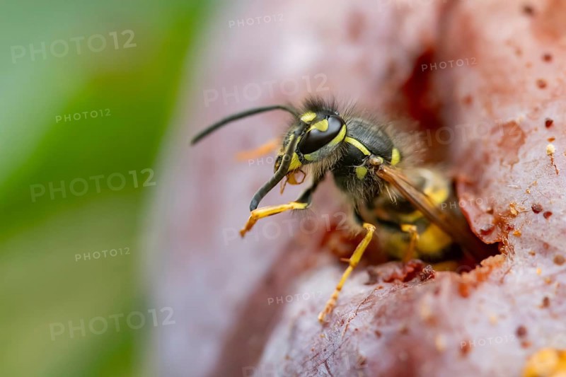 Common wasp (Vespula vulgaris) adult insect feeding on fallen fruit in a garden in summer, England, United Kingdom, Europe