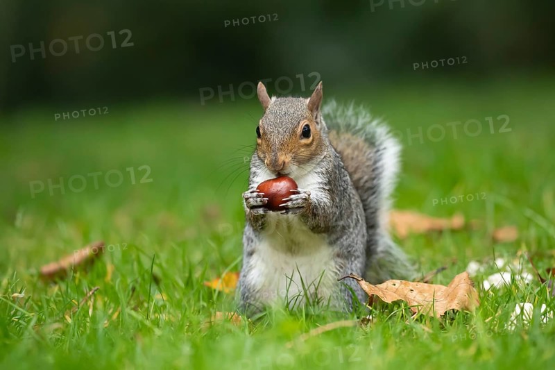 Grey squirrel (Sciurus carolinensis) adult animal feeding on a Horse chestnut tree nut or conker in the autumn, England, United Kingdom, Europe