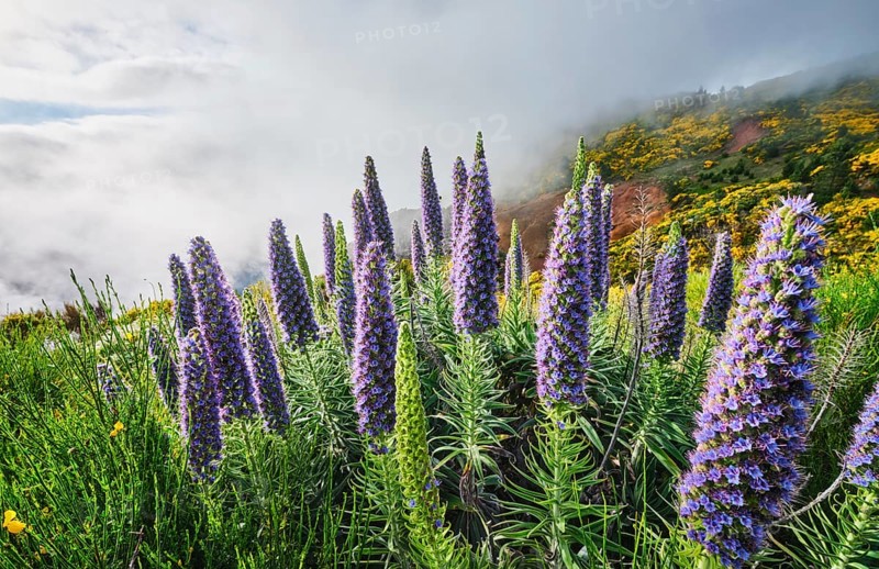 Madeira landscape with Pride of Madeira flowers and blooming Cytisus shrubs and mountains in clouds. Miradouros do Paredao, Madeira island, Portugal, Europe