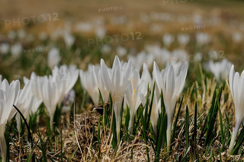 Crocuses with white flowers in a wide grassy landscape, lily of the valley (Convallaria majalis), Bavaria