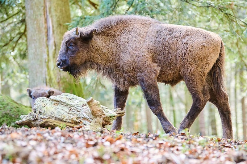 European bison (Bison bonasus) in a forest in spring, Bavarian Forest, Germany, Europe