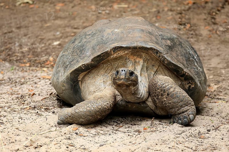 Galapagos giant tortoise (Chelonoidis niger), adult, foraging, captive, Galapagos Islands, Ecuador, South America