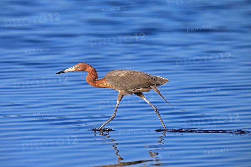 Reddish Egret (Egretta rufescens), adult, in water, foraging, hunting, alert, Merritt Island, Black Point Wildlife Drive, Florida, USA, North America