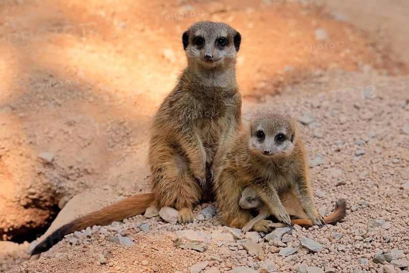 Tiger nut (Suricata suricatta), adult, two adults, juvenile, newborn, baby, social behaviour