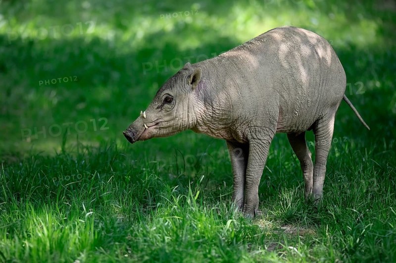 Deer boar (Babyrousa), juvenile, male, Sulawesi
