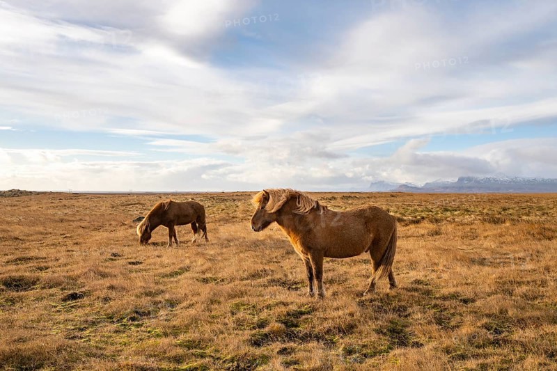 Icelandic horses, Snäfellsnes peninsula, Snæfellsnes, West Iceland, Iceland, Europe