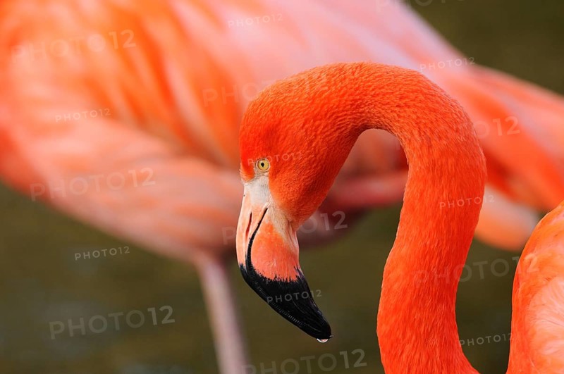 Profile of a bright orange flamingo in the wild, Cuban flamingo (Phoenicopterus ruber), captive