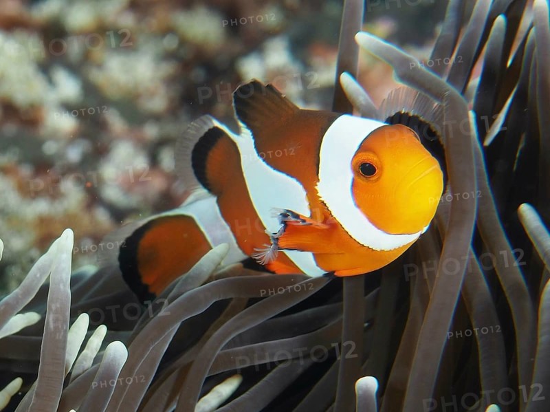 A Ocellaris Clownfish (Amphiprion ocellaris), Nemo, in close-up between arms of a sea anemone, dive site SD, Nusa Ceningan, Nusa Penida, Bali, Indonesia, Asia