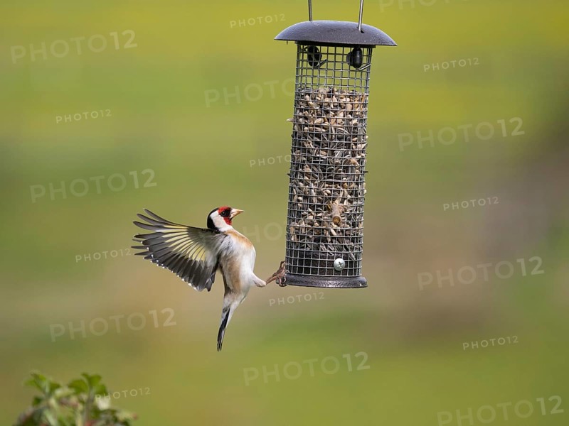 European Goldfinch (Carduelis carduelis), adult bird in flight, landing at bird feeding station, Hessen, Germany, Europe