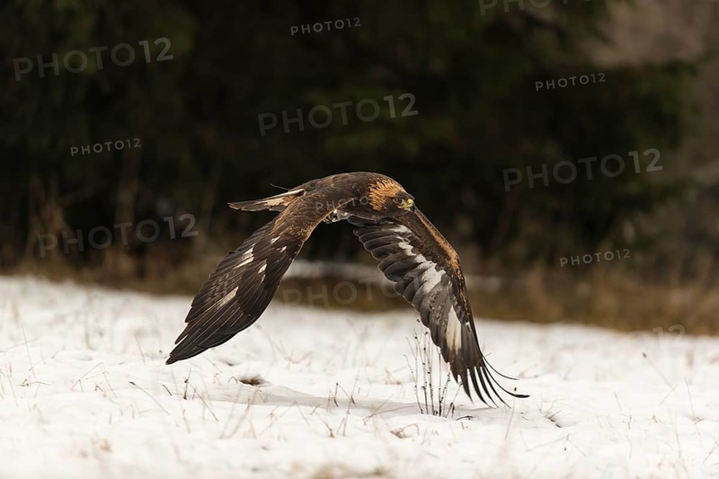 One golden eagle (Aquila chrysaetos) flying over a snowy meadow. A forest in the background. Carries a GPS Transmitter on it's back