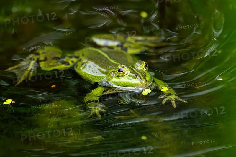 Edible frog (Pelophylax esculentus) in a little lake in the water, Bavaria, Germany, Europe