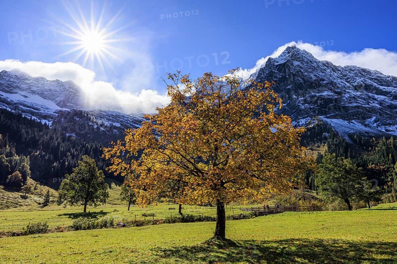 Maple tree in front of snow-covered mountains, sunbeams, backlight, autumn colours, sunny, Engalm, Großer Ahornboden, Karwendel Mountains, Tyrol, Austria, Europe