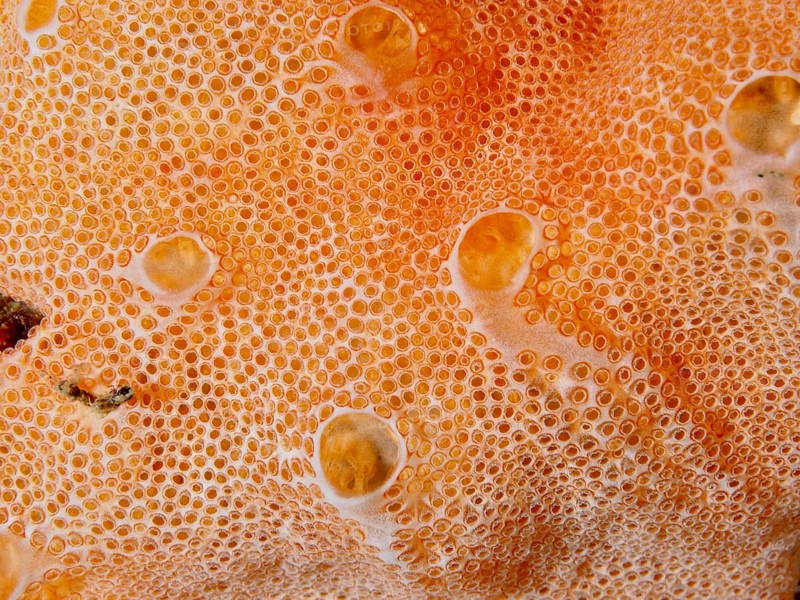 Orange textured surface with small bubbles and organic pattern of Mediterranean sea strawberry (Aplidium elegans), sea squirt, Les Grottes dive site, Giens peninsula, Provence Alpes Côte d'Azur, France, Europe