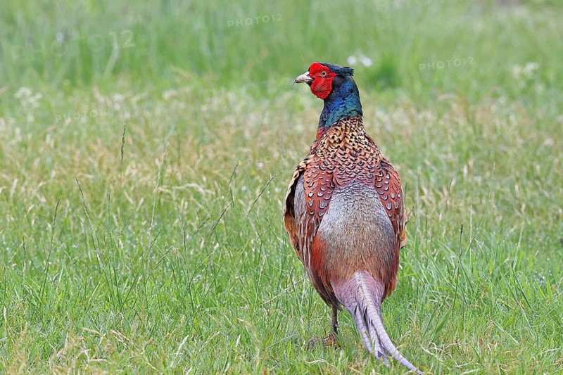 Pheasant, hunting pheasant (Phasianus colchicus), adult male bird in a meadow, wildlife, Lembruch, Ochsen Moor, Dümmer nature park Park, Lower Saxony, Germany, Europe
