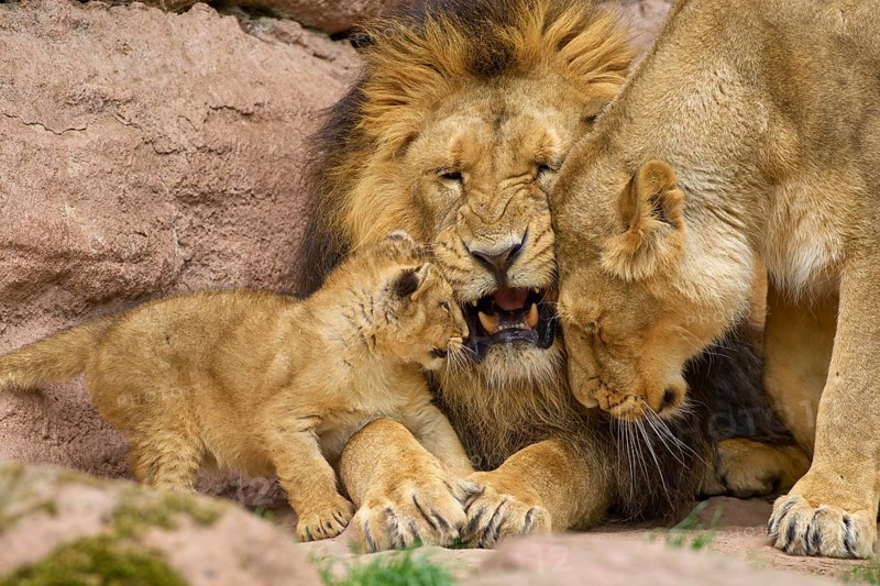 Lion family with young in close interaction, sitting on rocks in natural environment, captive, Germany, Europe