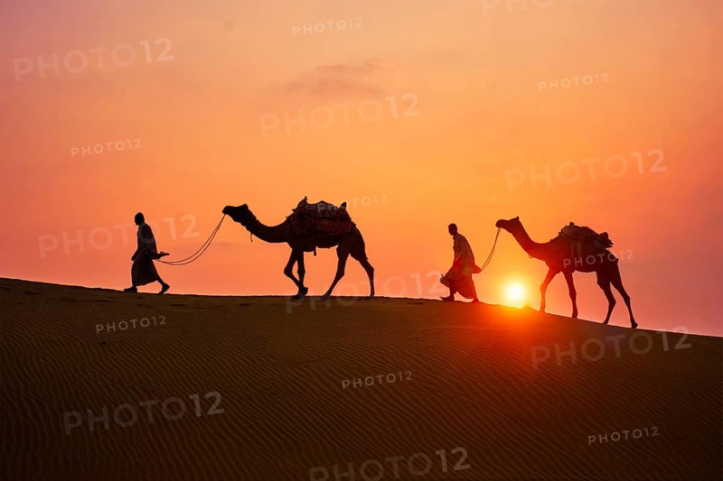 Indian cameleers camel drivers bedouin with camel silhouettes in sand dunes of Thar desert on sunset. Caravan in Rajasthan travel tourism background safari adventure. Jaisalmer, Rajasthan, India, Asia