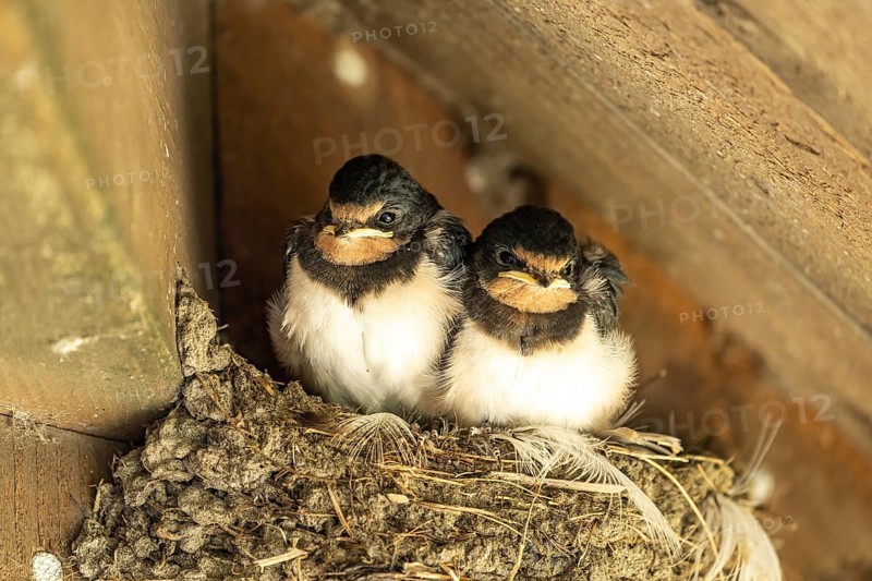Young swallows in a nest, Denmark, Europe