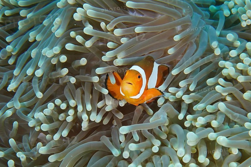 An Ocellaris Clownfish (Amphiprion ocellaris) seeks shelter in the tentacles of a pale sea anemone in the sea, dive site Coral Garden, Menjanga, Bali, Indonesia, Asia