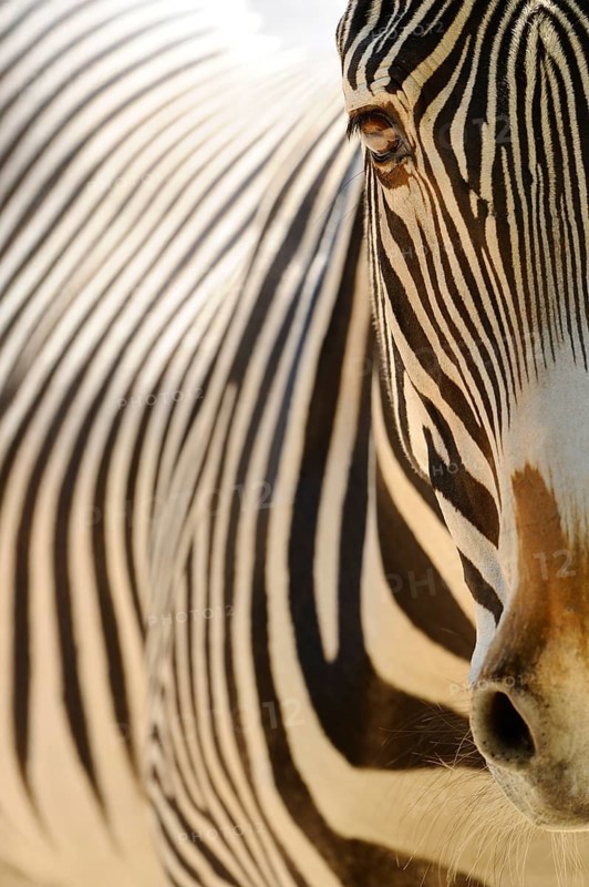 Close-up of a zebra head with clear stripes in the sunlight, Grevy's zebra (Equus grevyi), captive
