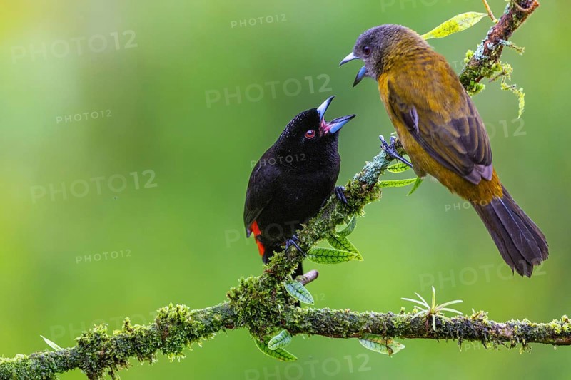 Flame tanager (Pamphecelus passerinii), tanager (Thraupidae), Costa Rica, Central America