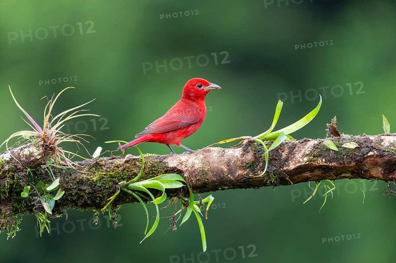 Summer cardinal (Piranga rubra), tanager (Thraupidae), Costa Rica, Central America