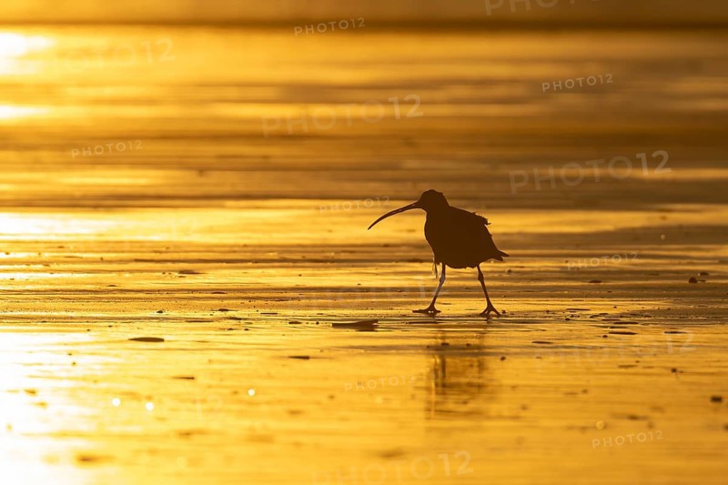 Eurasian curlew (Numenius arquata) silhouette of an adult wading bird on a beach at sunset, England, United Kingdom, Europe